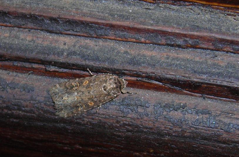 Noctuidae? da ID (1) - Spodoptera exigua